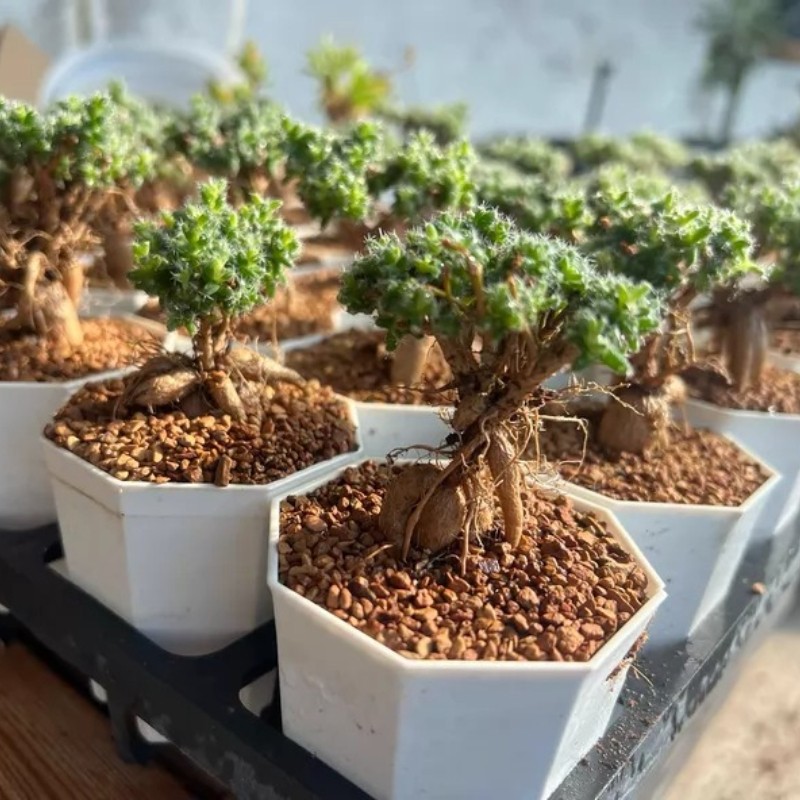 5CM Succulent Plant Trichodiadema Bulbosum Schwantes Aizoaceae Home Garden Plant