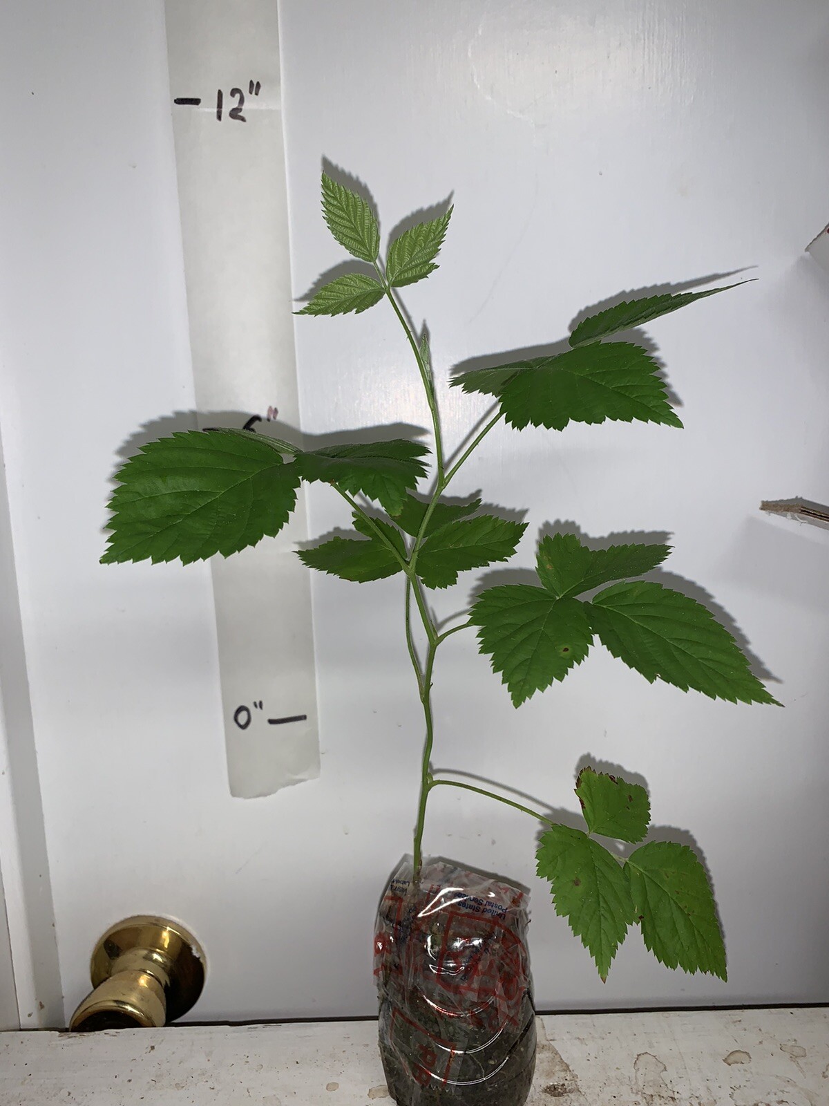 Boysenberry plant, 6-12″ tall, 1 year old well rooted plant.