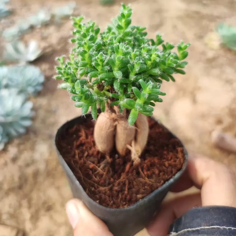 5CM Succulent Plant Trichodiadema Bulbosum Schwantes Aizoaceae Home Garden Plant