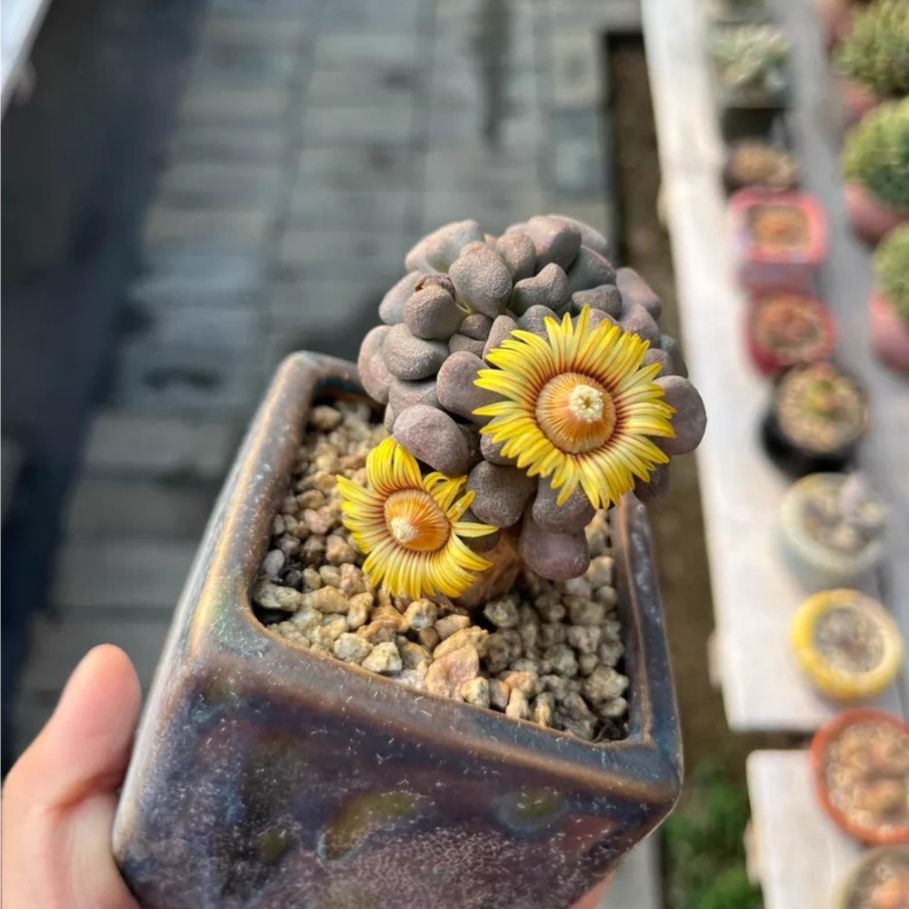 4-5cm Seedgrotfh Seedling Aloinopsis schooneesii Caudex Cactis Garden Plant