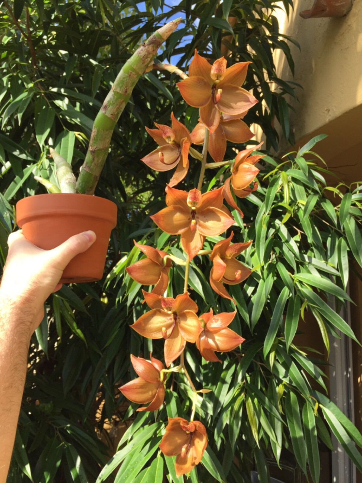 Dalton’s of New Zealand Orchiata Bark – Precision, Classic, Power & Power+