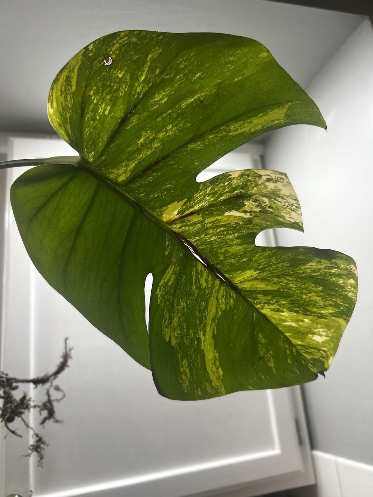 Monstera Aurea Variegated Rooted Cutting FREE SHIPPING USA seller