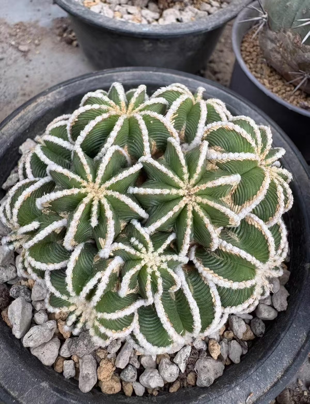 8cm RareSucculent Plant A·hintonii Rootless WYSIWYG Boutique