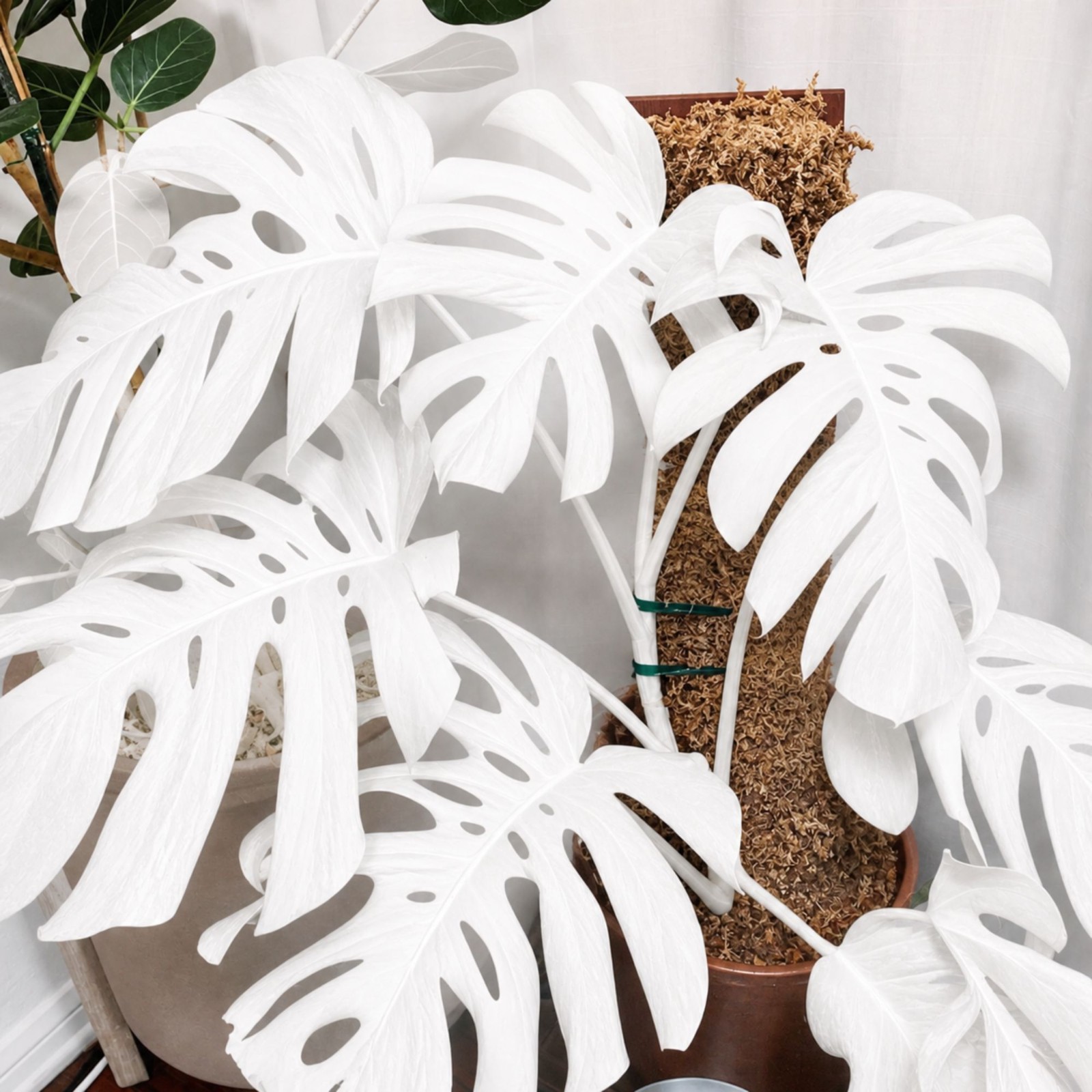 Monstera White Moon Variegated Rare Live Starter Plant Rooted Cutting Houseplant