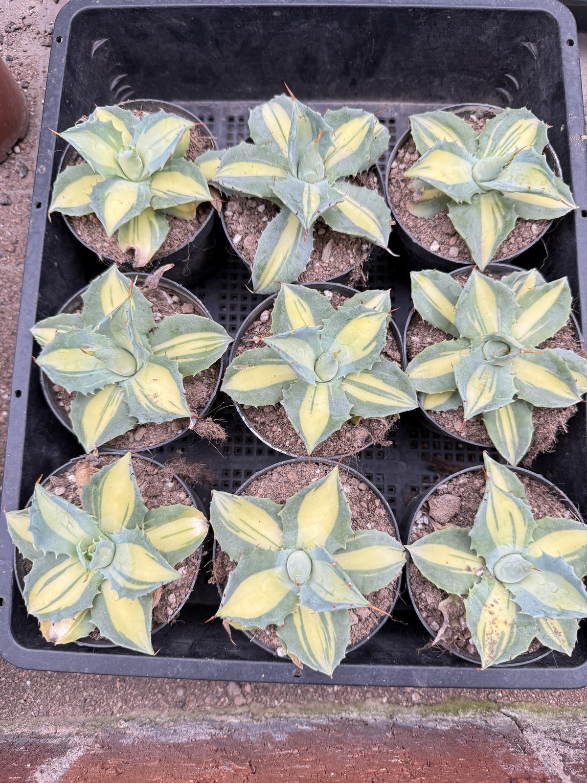 1pc Agave ‘Red Thunder’ Medio-picta Aurea One Random Plant