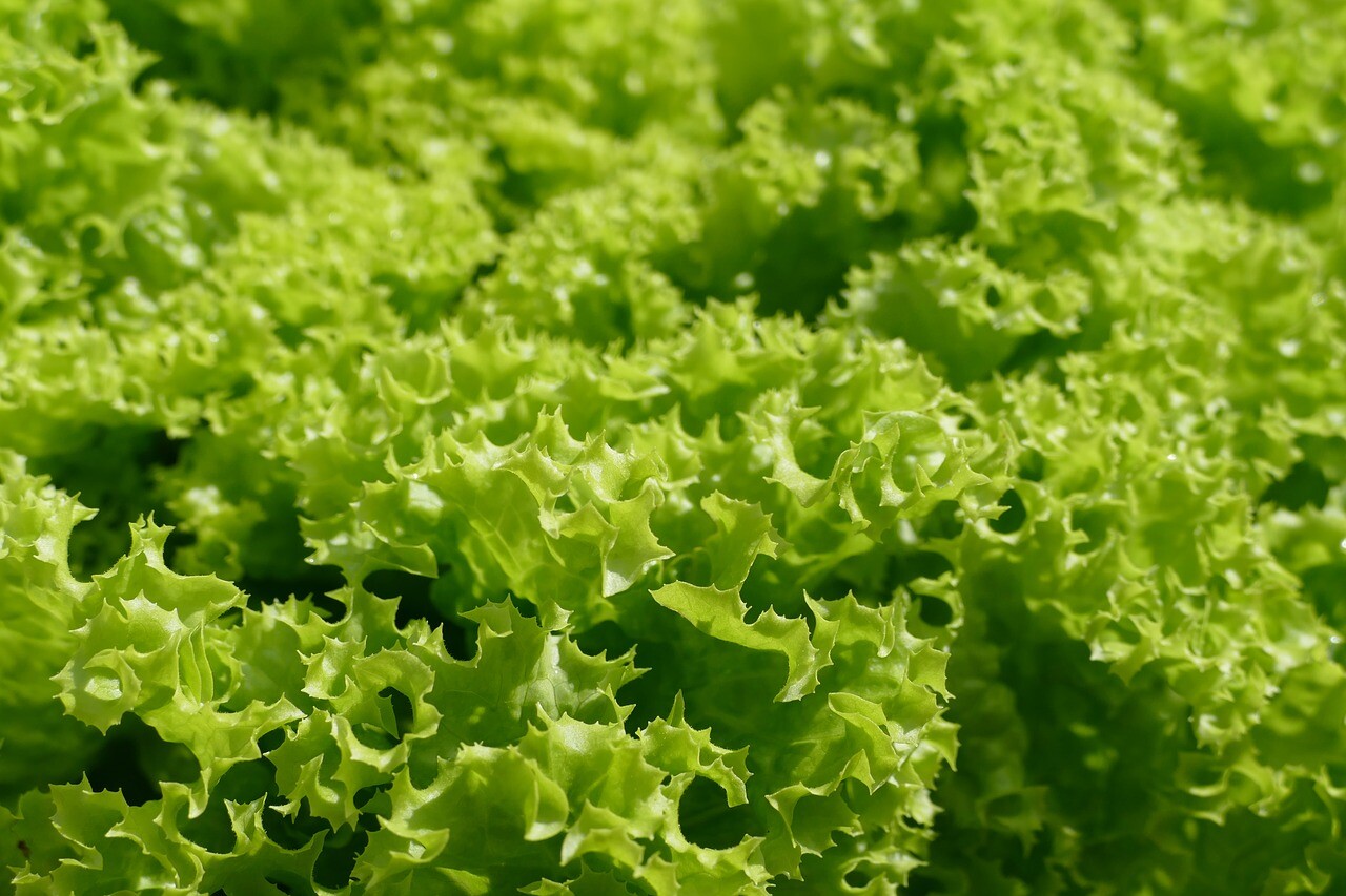 1500+ LETTUCE BLACK SIMPSON SEEDS SPRING SALADS HEIRLOOM NON-GMO MICROGREENS USA