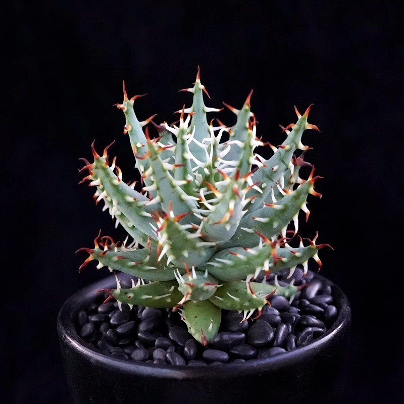 5CM Succulent Aloe Plant Aloe Erinacea Liliaceae Home Garden Beautiful Plant
