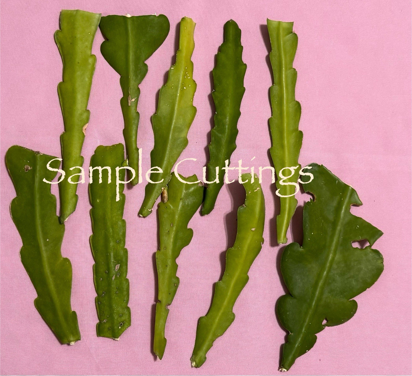 10 Assorted Mystery Unknown Colors Epiphyllum Cuttings Orchid Cactus Succulents