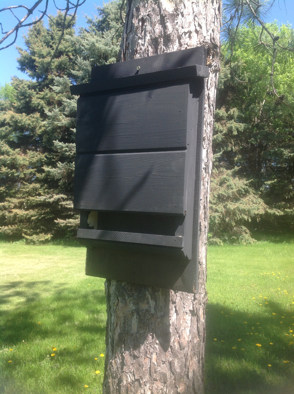 ^v^ NEW LARGE CHAMBER KEVLAR LINED SOLID BLACK BAT HOUSE BOX WITH PREDATOR GUARD