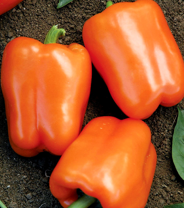 Orange Sweet Bell Pepper, NON-GMO, Heirloom, Variety Sizes, FREE SHIPPING
