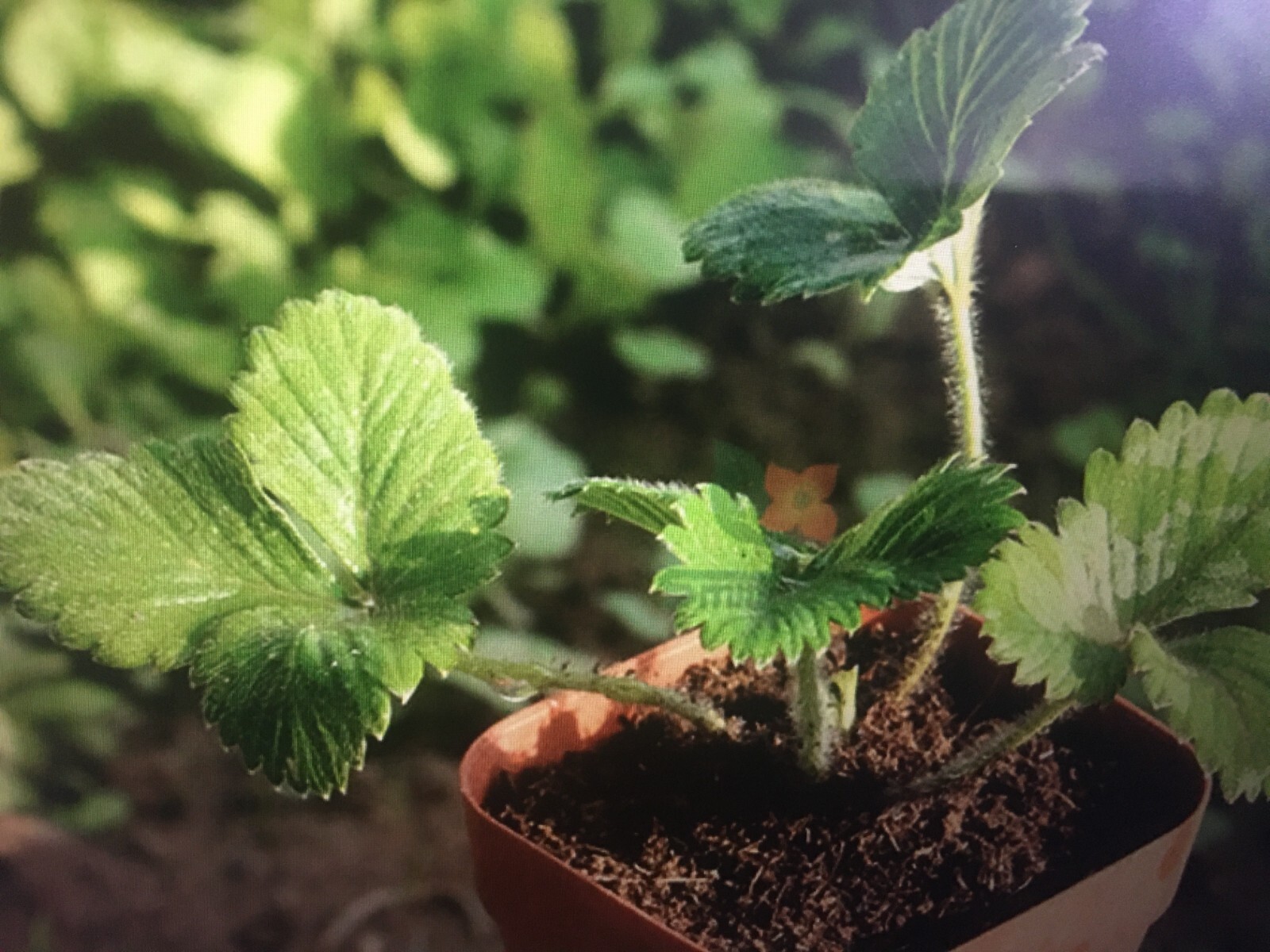 100+White Strawberry Seeds Pineberry Hula berry Alpine berry Container GardenUSA