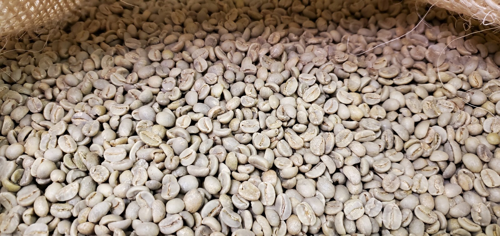 5 LB MEXICAN MEXICO HUATUSCO ALTURA GREEN UNROASTED COFFEE BEANS – ARABICA