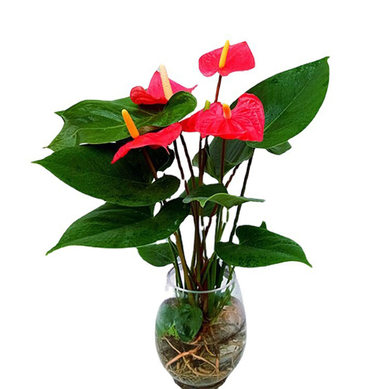 1 Pack 30 Red Color Anthurium Seeds Rare Anthurium Plantas Garden Flowers
