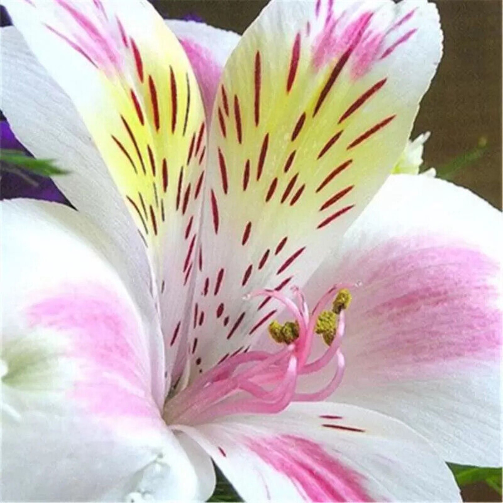 50 Lily Flower Seeds Much Less Money Than Bulbs