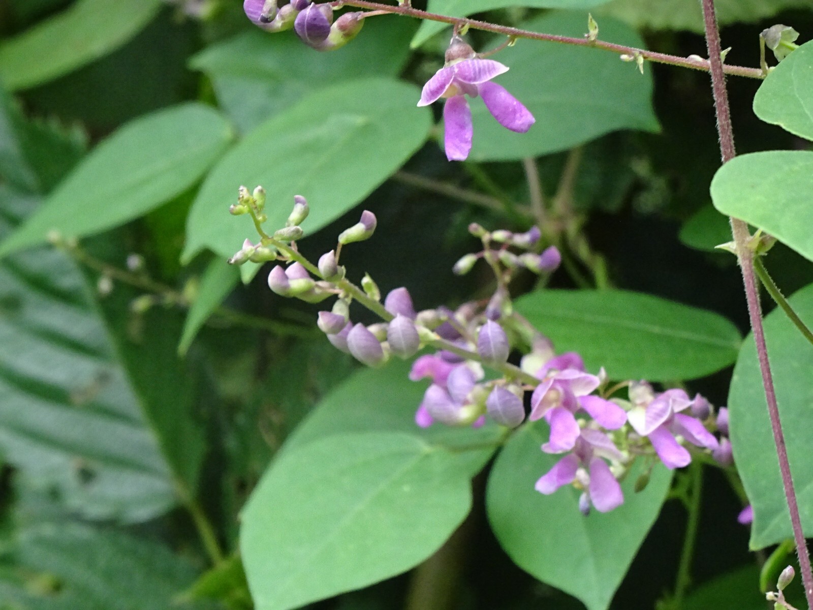 Phaseolus polystachios Thicket Bean 5 seeds from 2022 Native perennial bean
