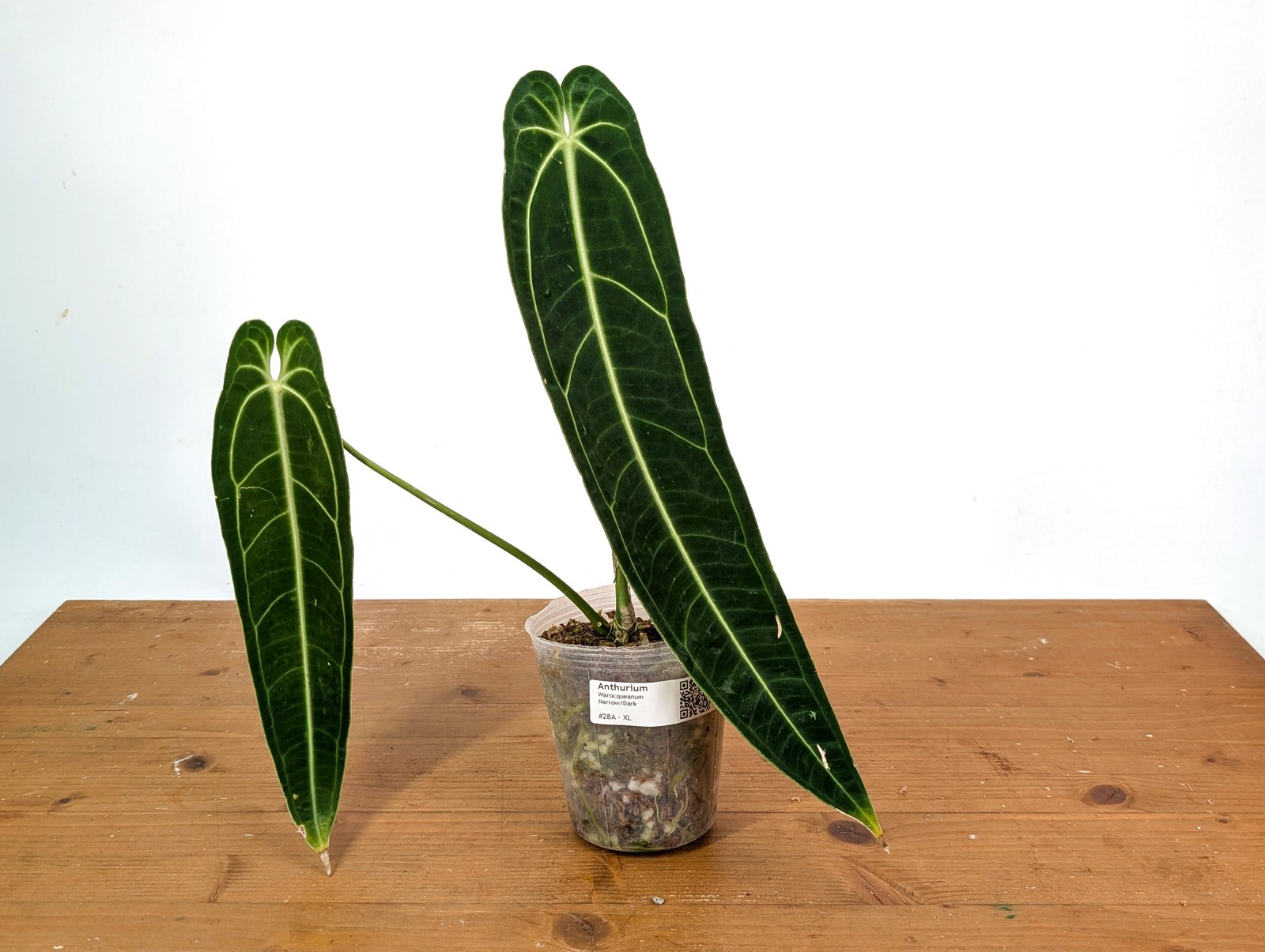 Anthurium Warocqueanum – XL Mature Exact Plant Over 14″ Tall – #28A