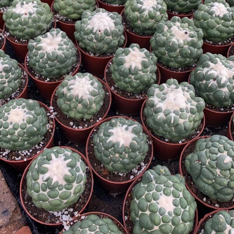 8CM Succulent Cactus Plant Coryphantha Elephantidens Stingless Cactaceae Plant
