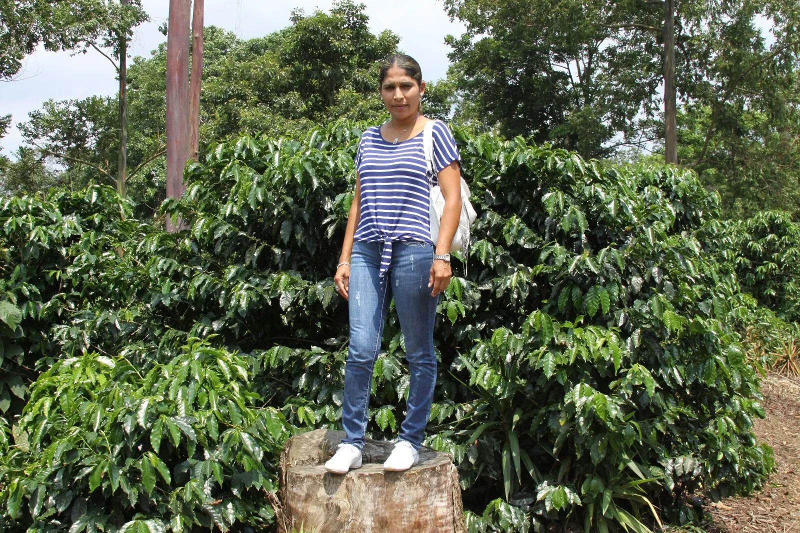Jamaican Blue Mountain Coffee Beans Medium Roasted 12 Pounds In 1 Pound Bags