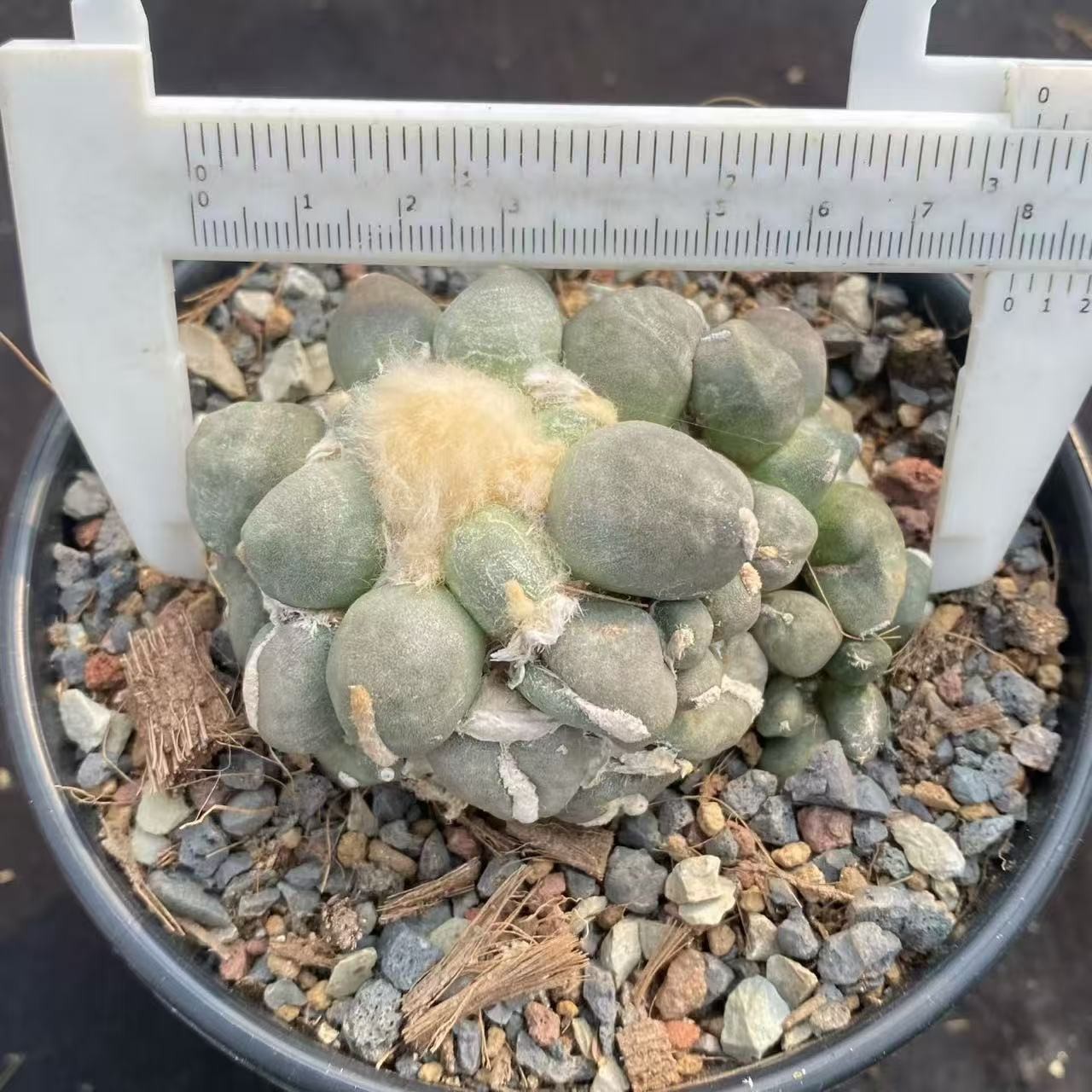8CM Cacti Ariocarpus furfuraceus magnificus Hybird WYSIWYG Boutique Garden