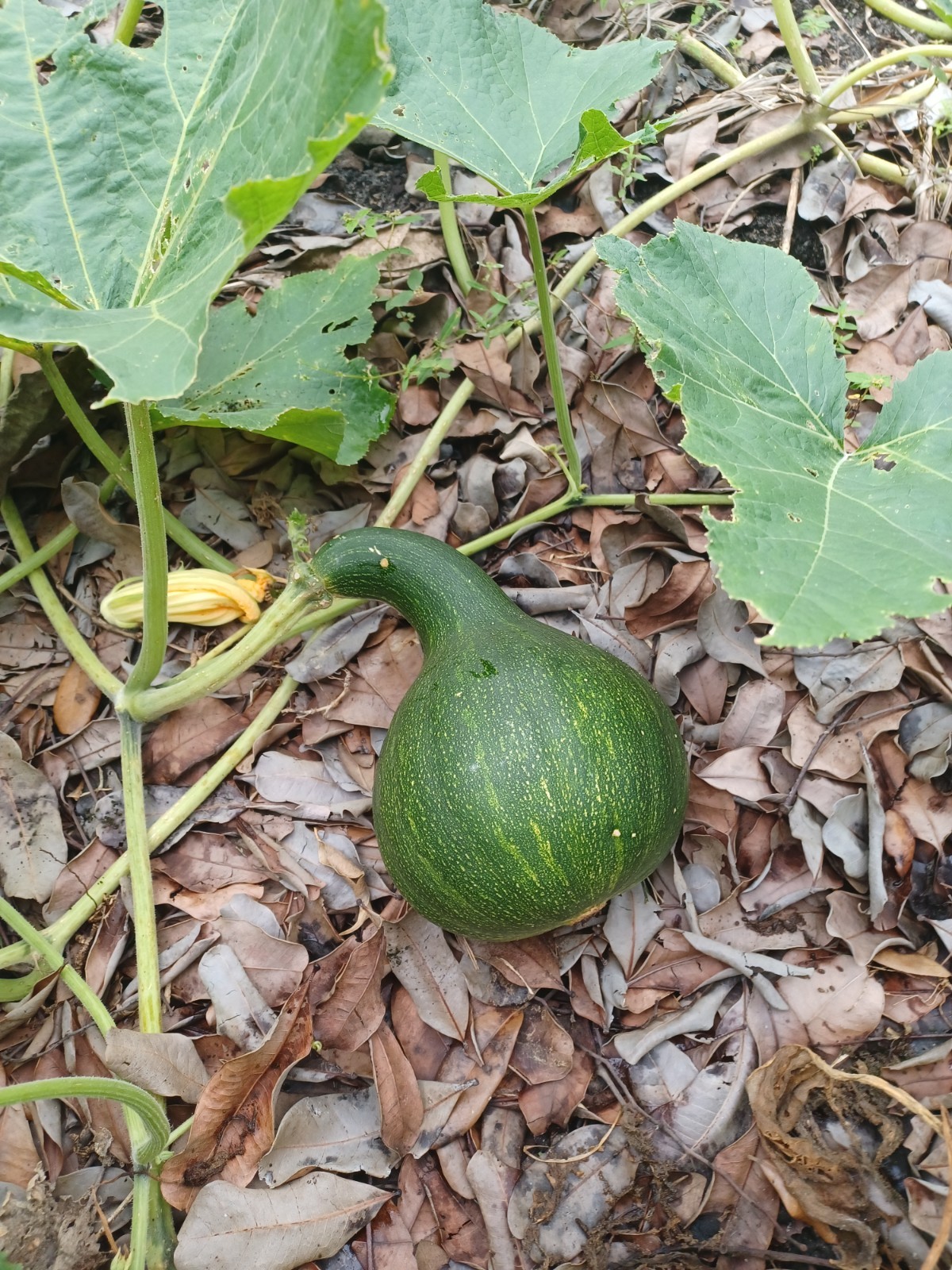 10 Seminole Pumpkin Seeds, Cultivated Variety of Cucurbita moschata (2025)