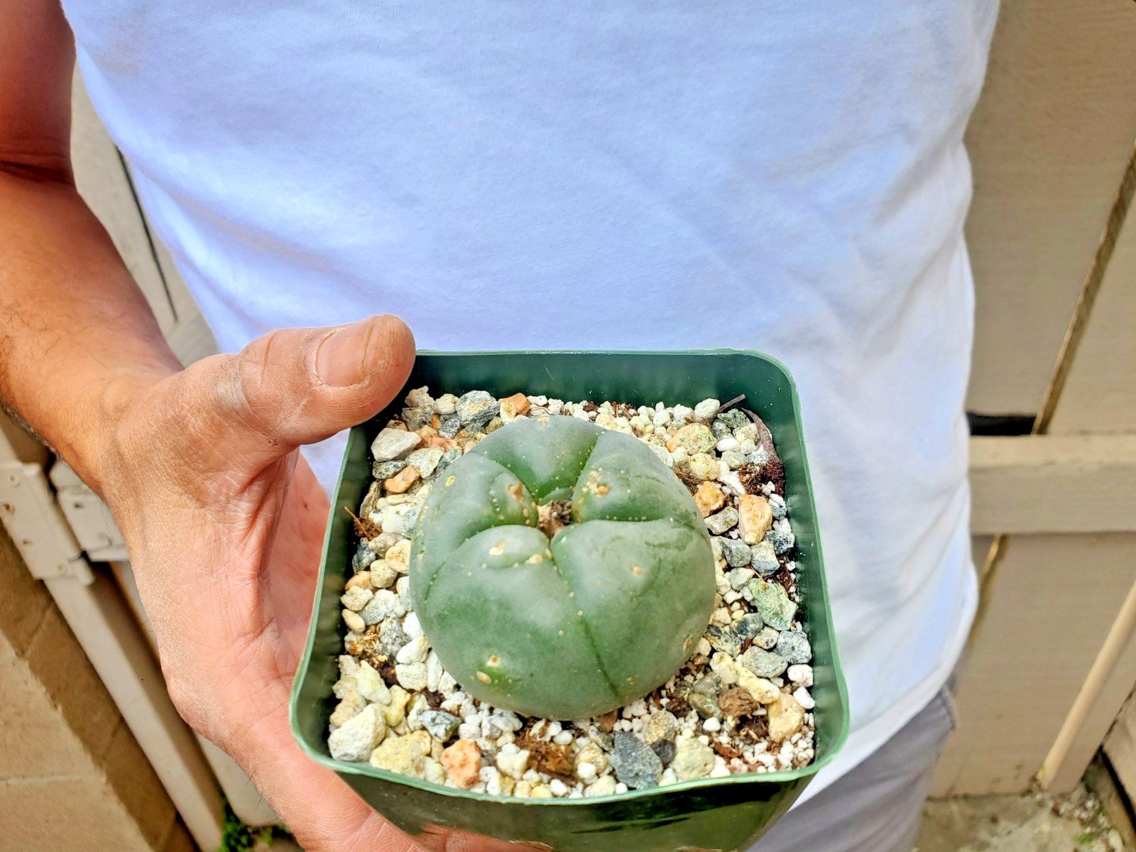 Unknown Cactus -G