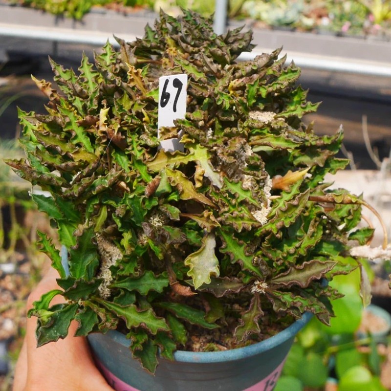 8CM Succulent Cactus Plant Euphorbia Cylindrifolia Cristata Cactaceae Beautiful