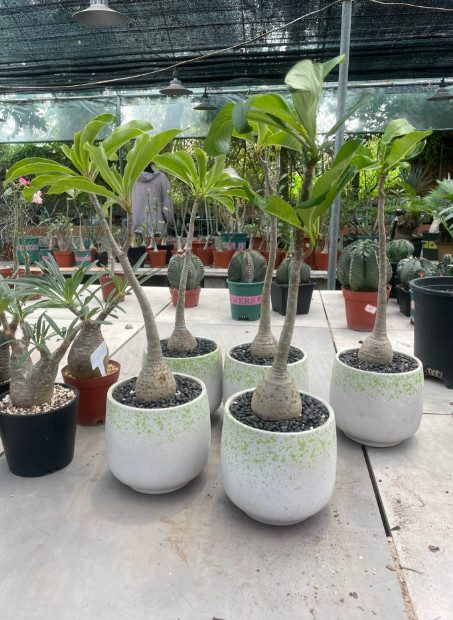 5CM+ Pachypodium decaryi Succulent Plant Garden Décor Boutique seedgrowth