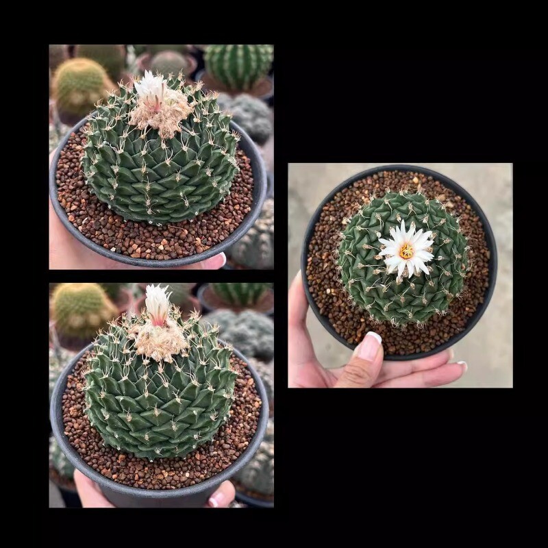 7-8CM Succulent Cactus Plant Obregonia Denegrii Cactaceae Home Garden Beautiful