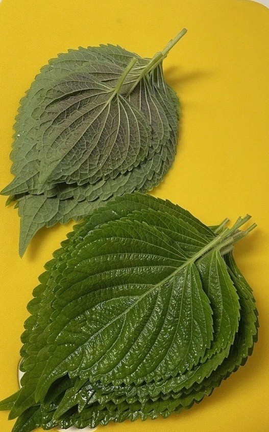 300 Korean Perilla Seeds Shiso 2025 Fresh Seeds 紫苏种子