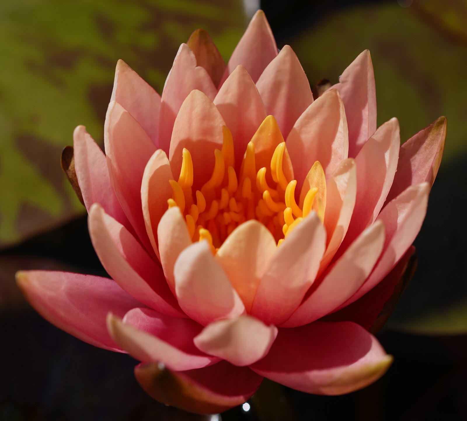 RED Live Hardy Water Lily Tubers Aquatic Pond Plants Lilies