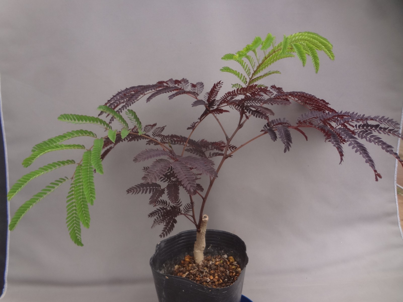 Albizia julibrissin ‘Karasuba’ black leaf [Must read description]