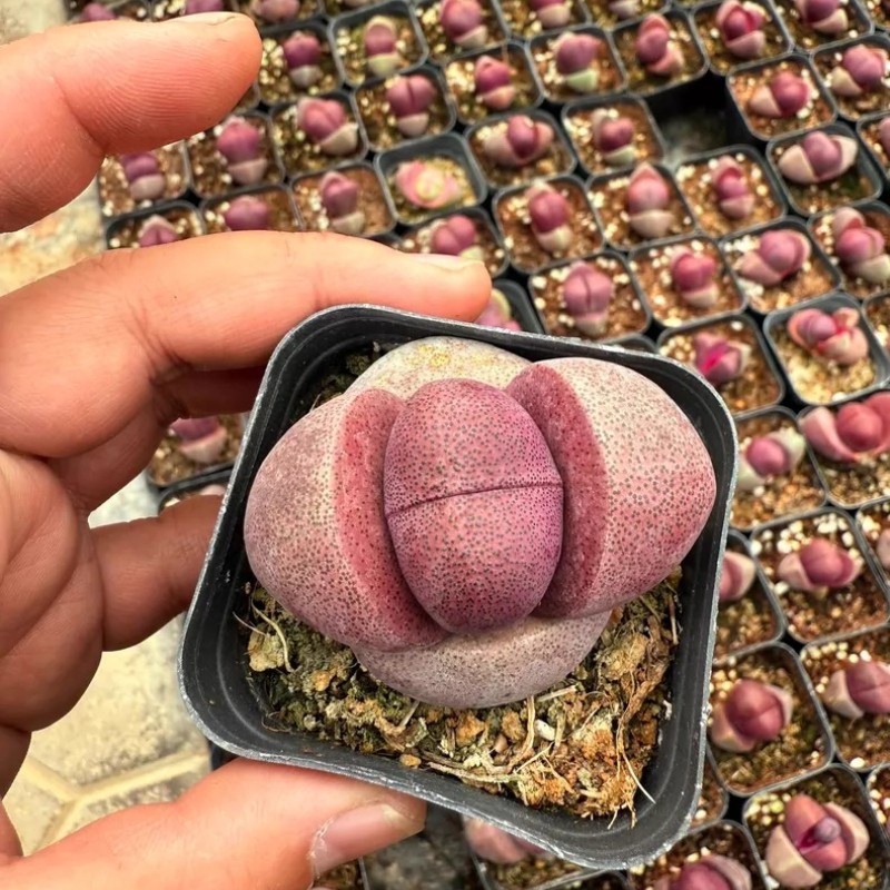 4-5CM Succulent Plant Pleiospilos Nelii Schwantes（Purple）Aizoaceae Home Garden.