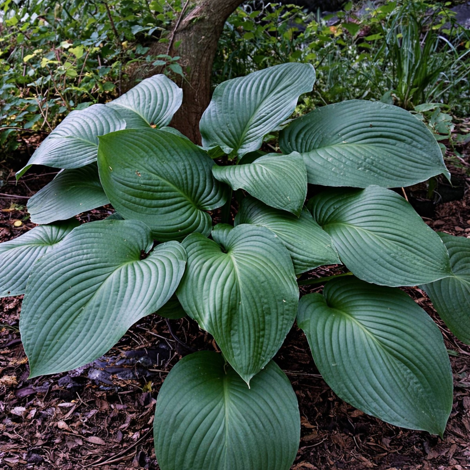 Hosta T-Rex 3 Roots – Summer Flowers in Shade on Large Blue-Green Foliage