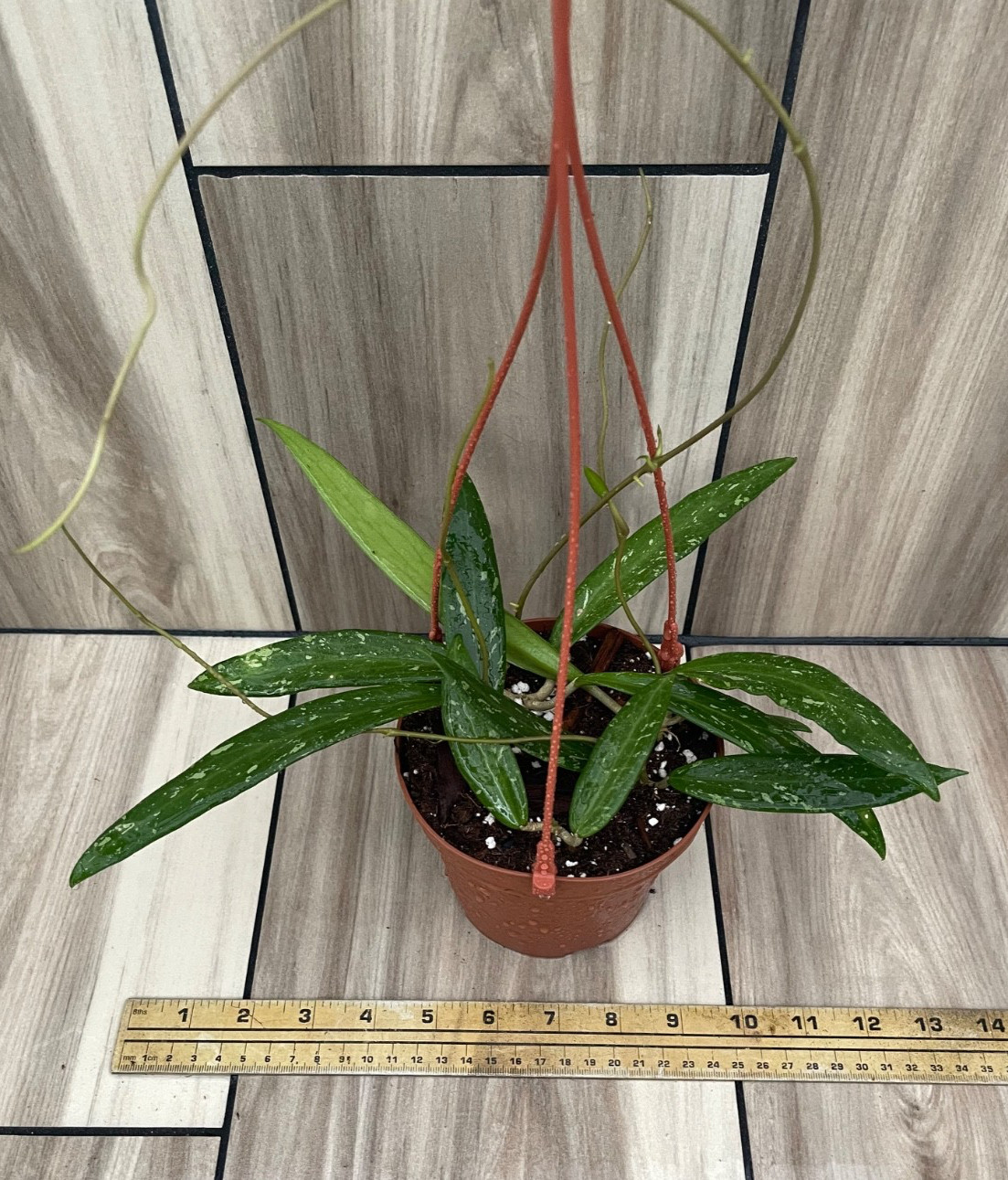 Hoya SP. SR-2007-13 From Loei Province Shipped In 5″ Pot With All Soil