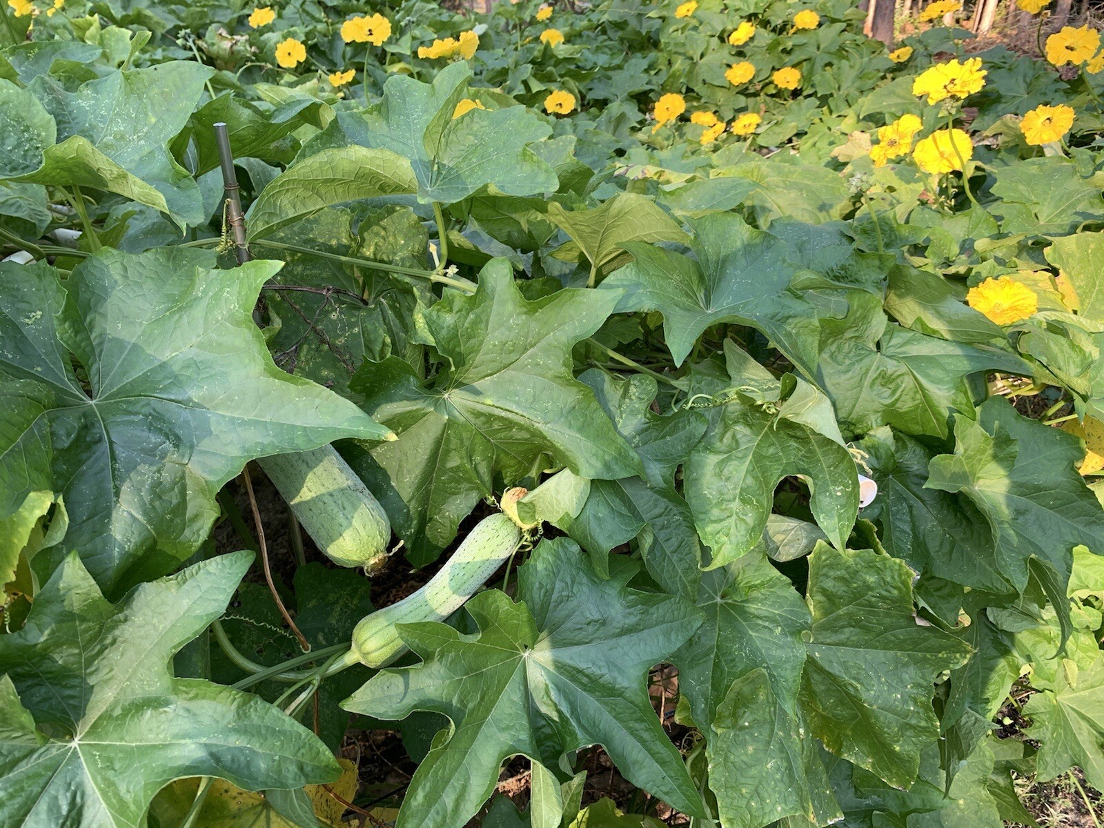 20 Luffa seeds 2023 fall fresh Non-GM Organic 丝瓜 种子