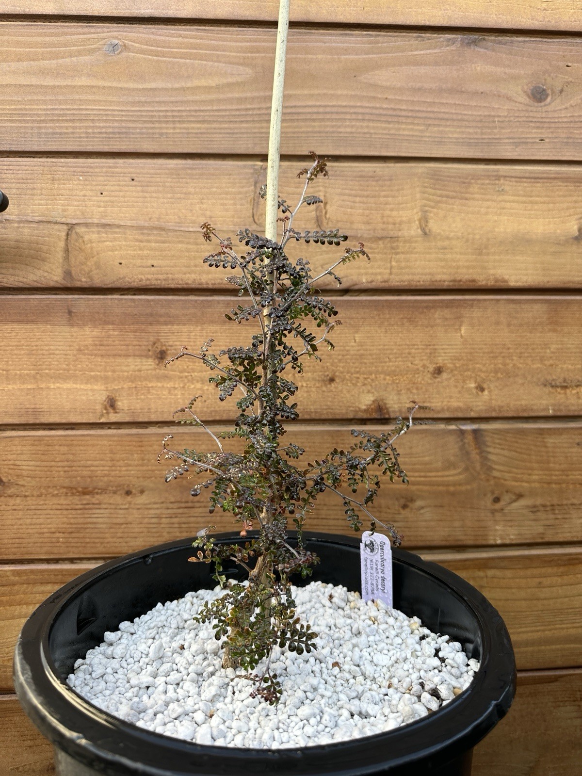 Operculicarya decaryi – Madagascar Elephant Tree – 3 years old