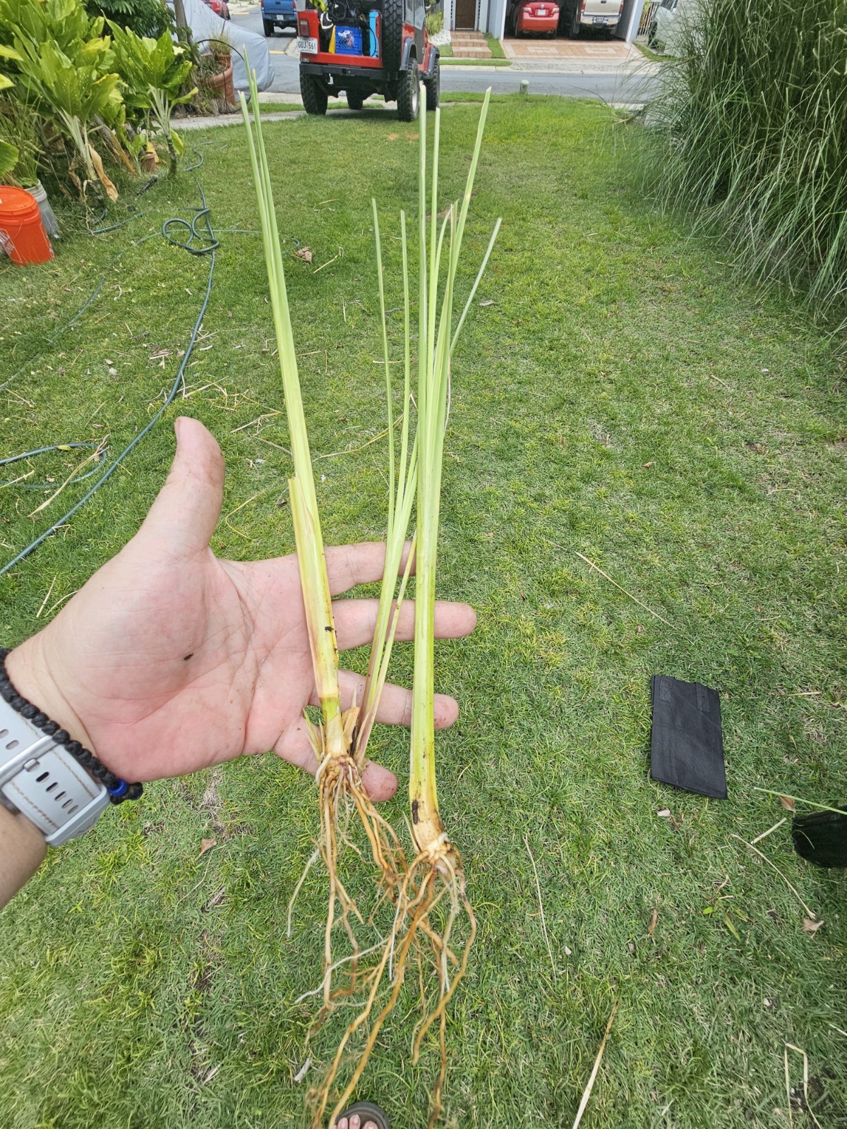 Vetiver live plant for EROSION CONTROL