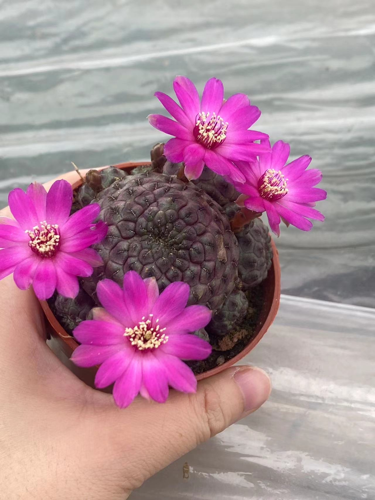 Multi Heads Rebutia rauschii Zecher Succulent Plant Garden Décor Boutique 6-8CM