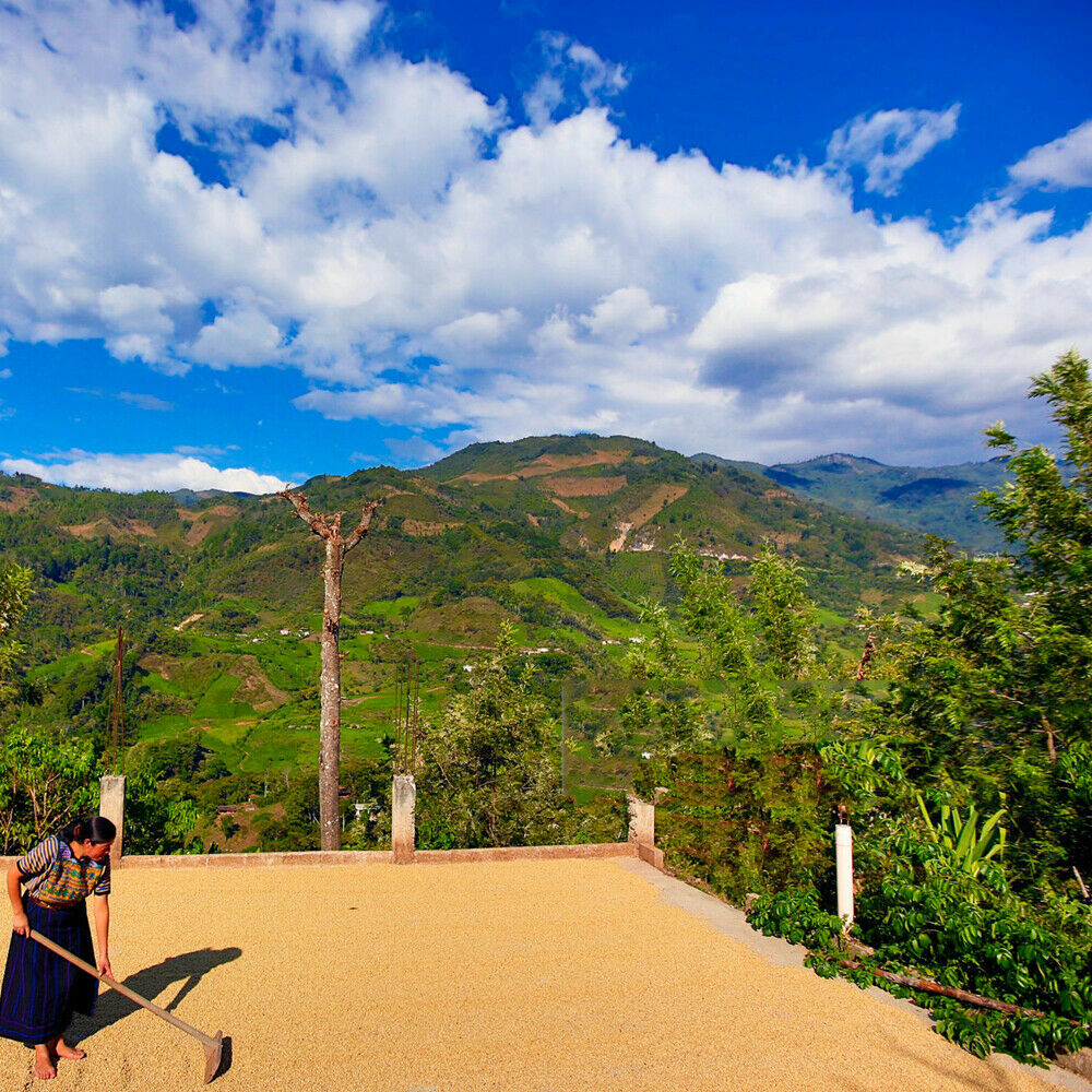 RWANDA COFFEE BEANS MEDIUM ROASTED 2 POUNDS
