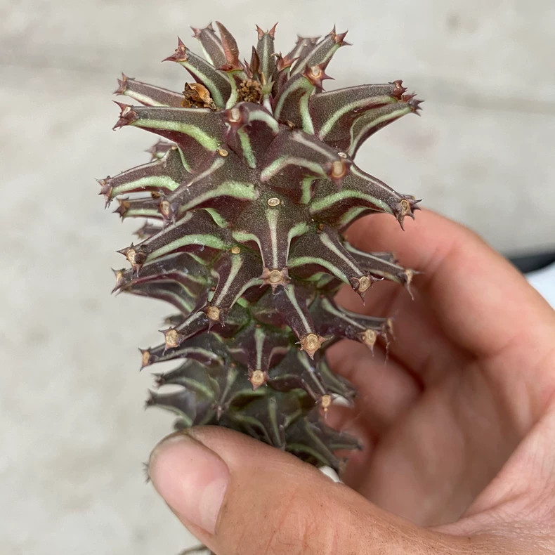 1Pieces 6-8cm Cactis Live ’Monadenium guentheri Caudex Cactis Garden Rare