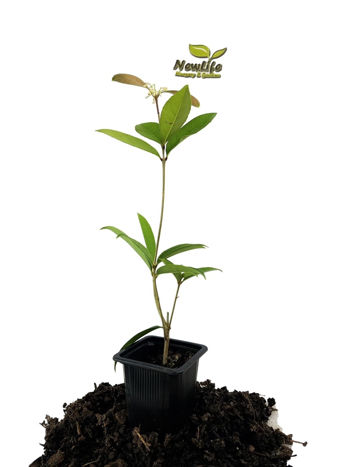 ( 1 ) – Yellow Flowering Fragrant Tea Olive ( osmanthus ) – Starter Plant ( L4 )