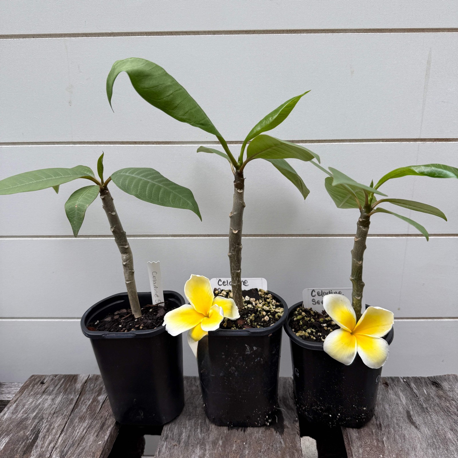 1 year Plumeria Seedlings, Make your own 3-Pack