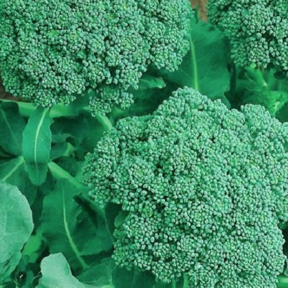 Broccoli Seeds | NON-GMO | Heirloom | Fresh Garden Seeds