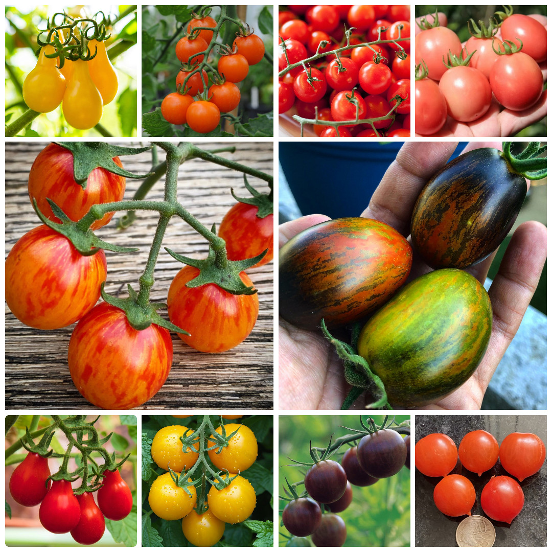 Ultimate Cherry Tomato Seed Combo Pack 500 Seeds 10 Varieties – 50 Each Variety