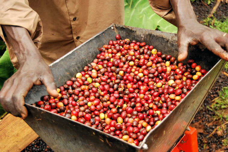 RWANDA COFFEE BEANS MEDIUM ROASTED 2 POUNDS