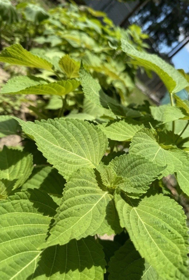 300 Korean Perilla Seeds Shiso 2025 Fresh Seeds 紫苏种子