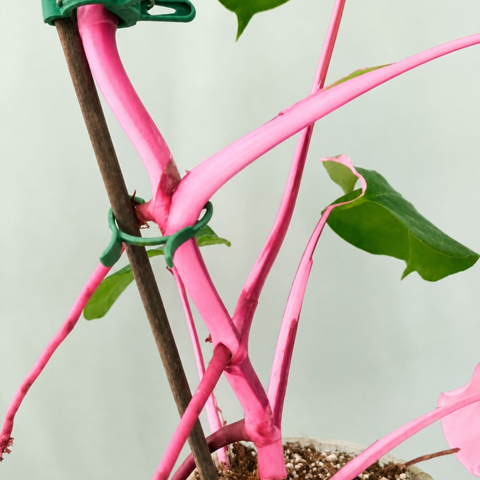 Monstera Pink Half Moon Rare Live Variegated Starter Plant Cuttings Houseplant