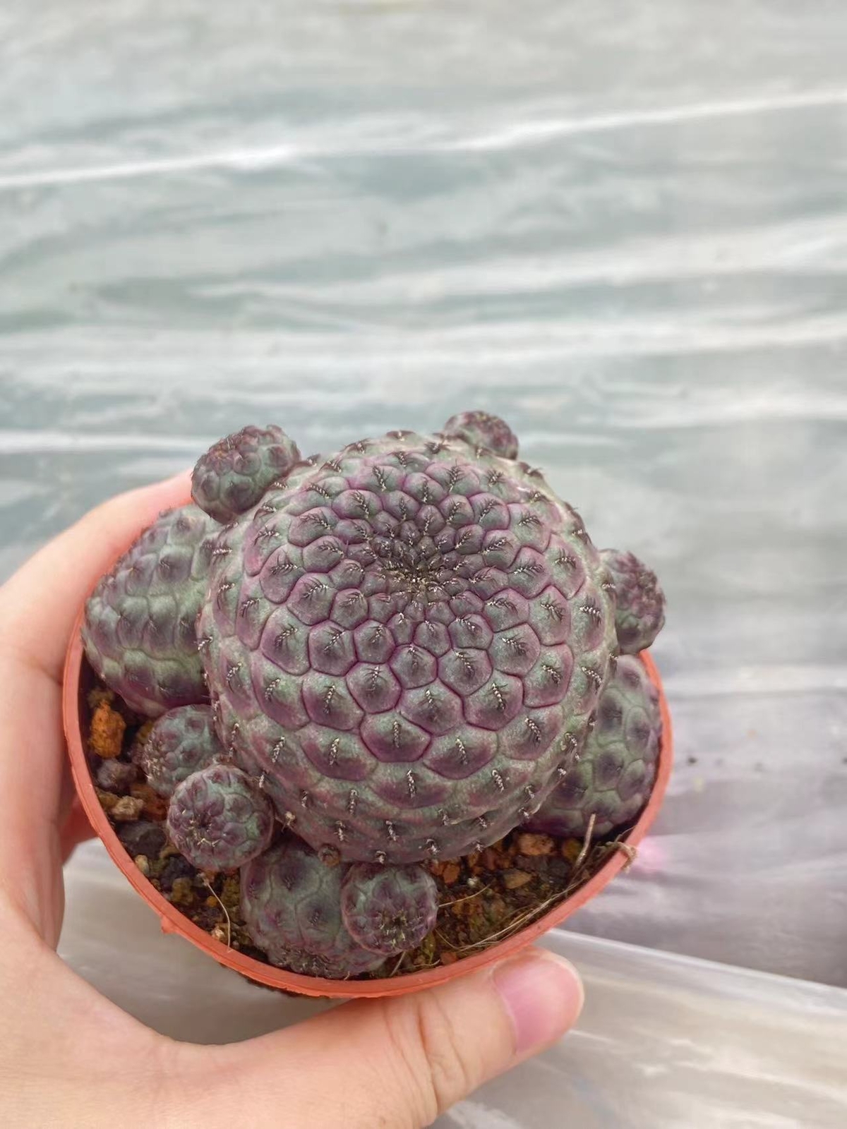 Multi Heads Rebutia rauschii Zecher Succulent Plant Garden Décor Boutique 6-8CM