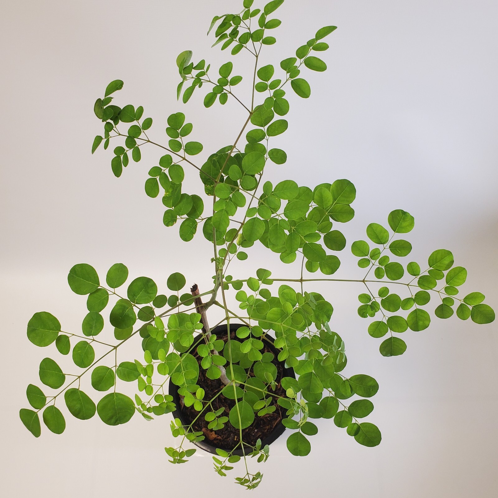 2-3ft Grown Moringa Oleifera Potted Tree 6 Months Old Nutritious Edible Leaves