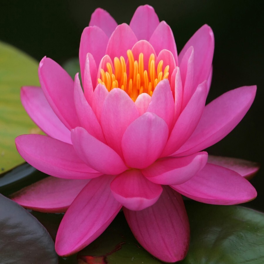 RED Live Hardy Water Lily Tubers Aquatic Pond Plants Lilies